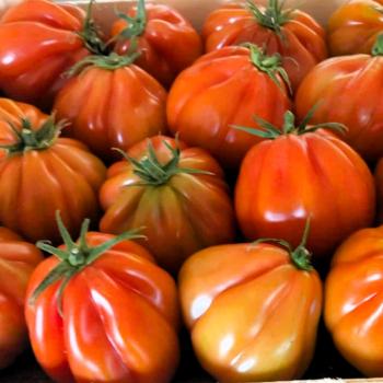 Tomaten 'Cuore di Bue'